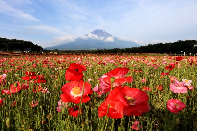 富士山とポピーを一緒に見たいなら山中湖 花の都公園 Mama Tuuli