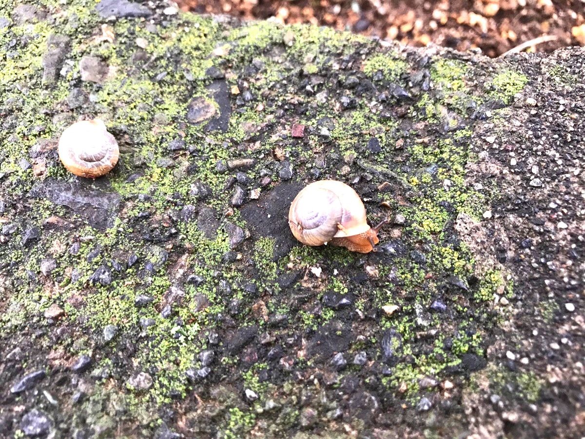 カタツムリを見つけた カタツムリは何を食べるの Mama Tuuli